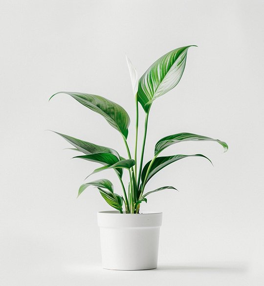 product-06 product 06